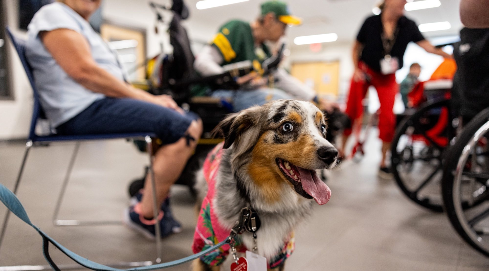 Furry Companion Volunteer
