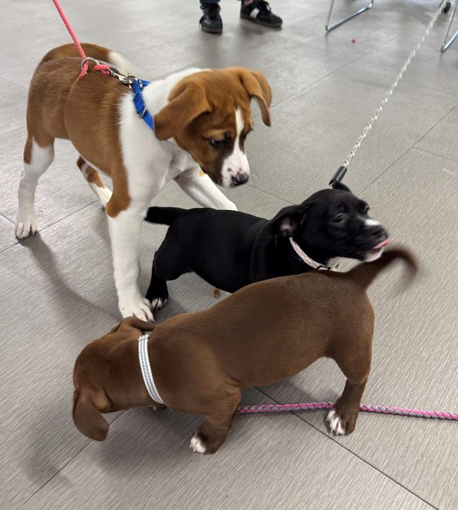 three puppies playing